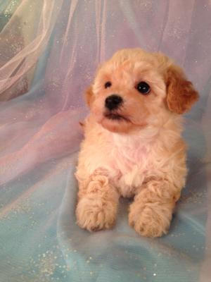 Female Apricot Poodle Bichon mix for sale #2 Born April 5th 2013|E-Z Pick up for Minnesota,Illinois, and Wisconsin 5